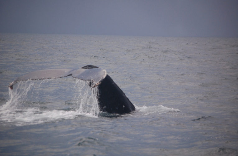 St Cloud: A glimpse of hope? CBD and PTSD.