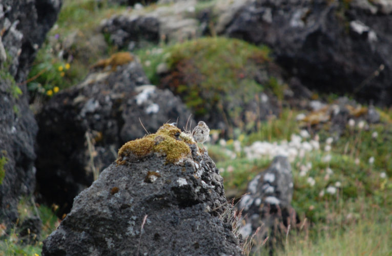 St Cloud: Post-school holidays re-set. PTSD self-scan.