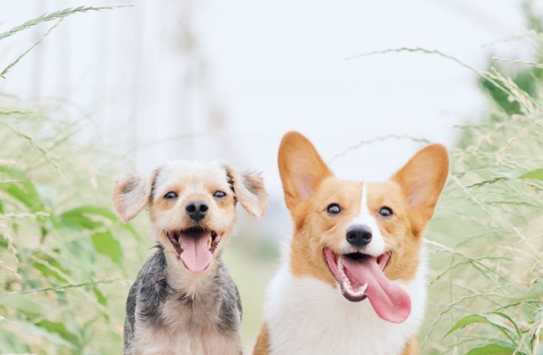 Preventing Home Dog Fights in St Cloud